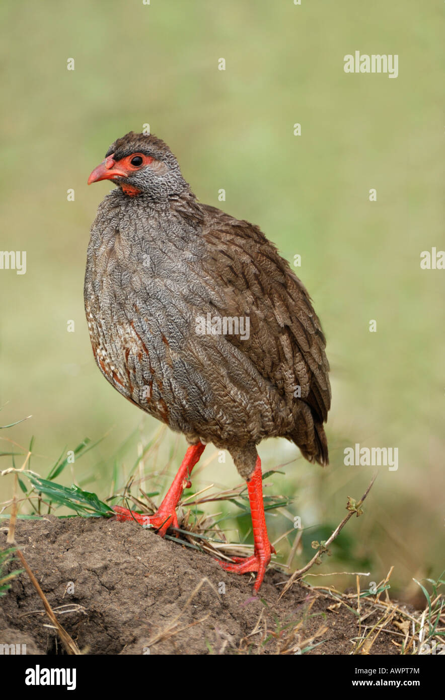 Red-necked Francolin or Red-necked Spurfowl (Francolinus afer), Masai Mara, Kenya, Africa Stock Photo