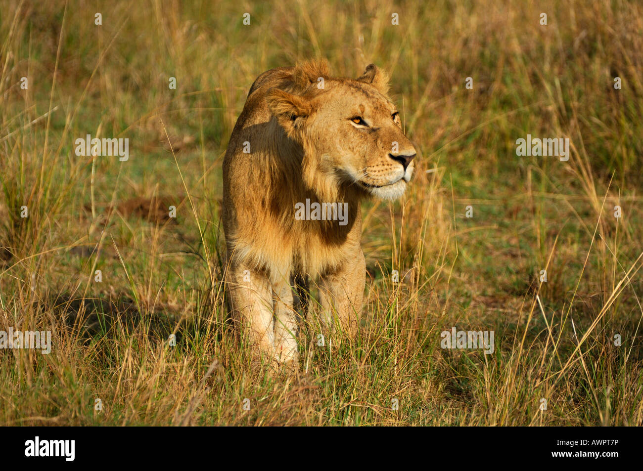 Lion (Panthera leo), Masai Mara, Kenya, Africa Stock Photo - Alamy