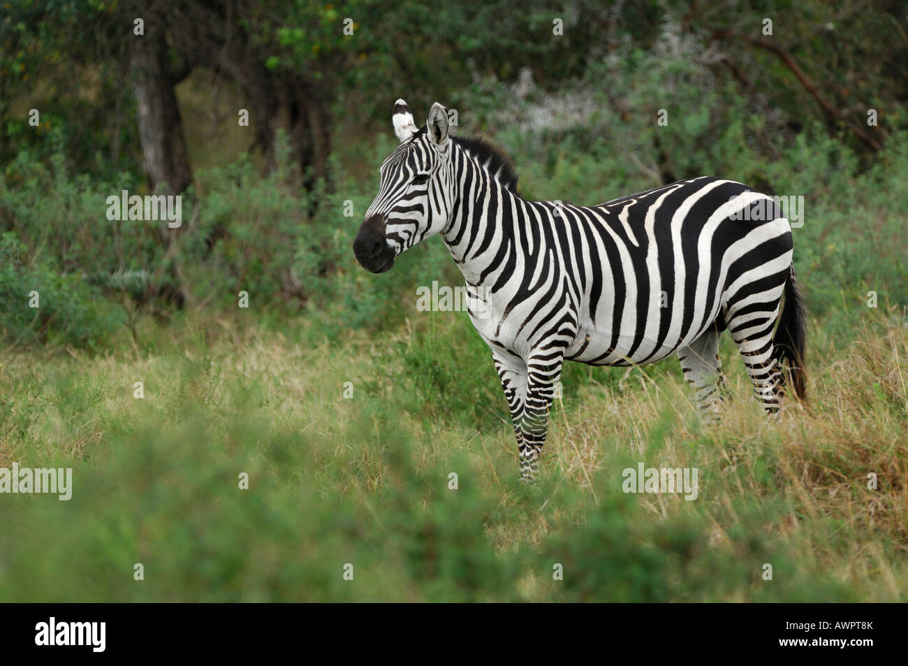Plains- or Common Zebra (Equus quagga), Masai Mara, Kenya, Africa Stock Photo