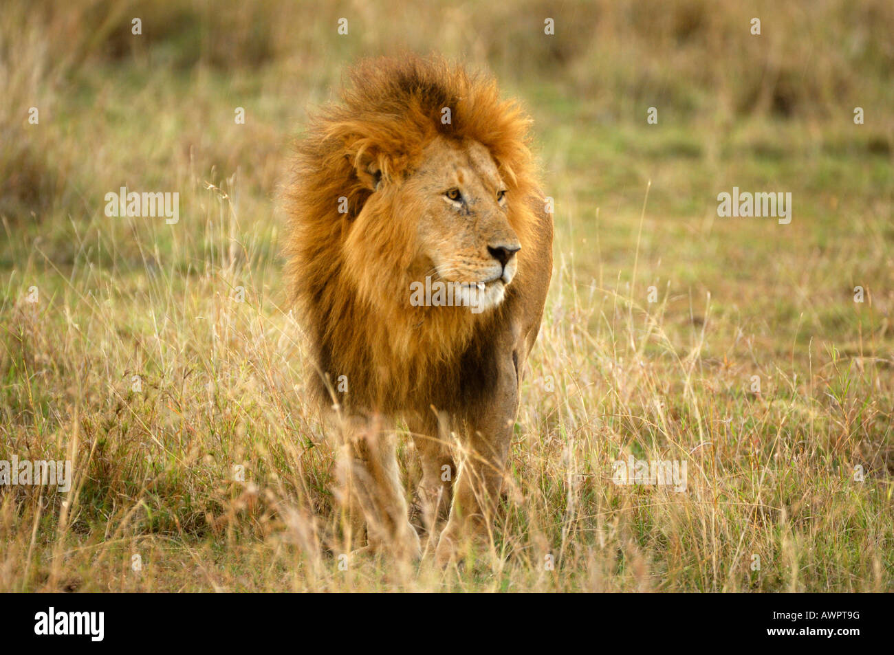 Lion (Panthera leo), Masai Mara, Kenya, Africa Stock Photo