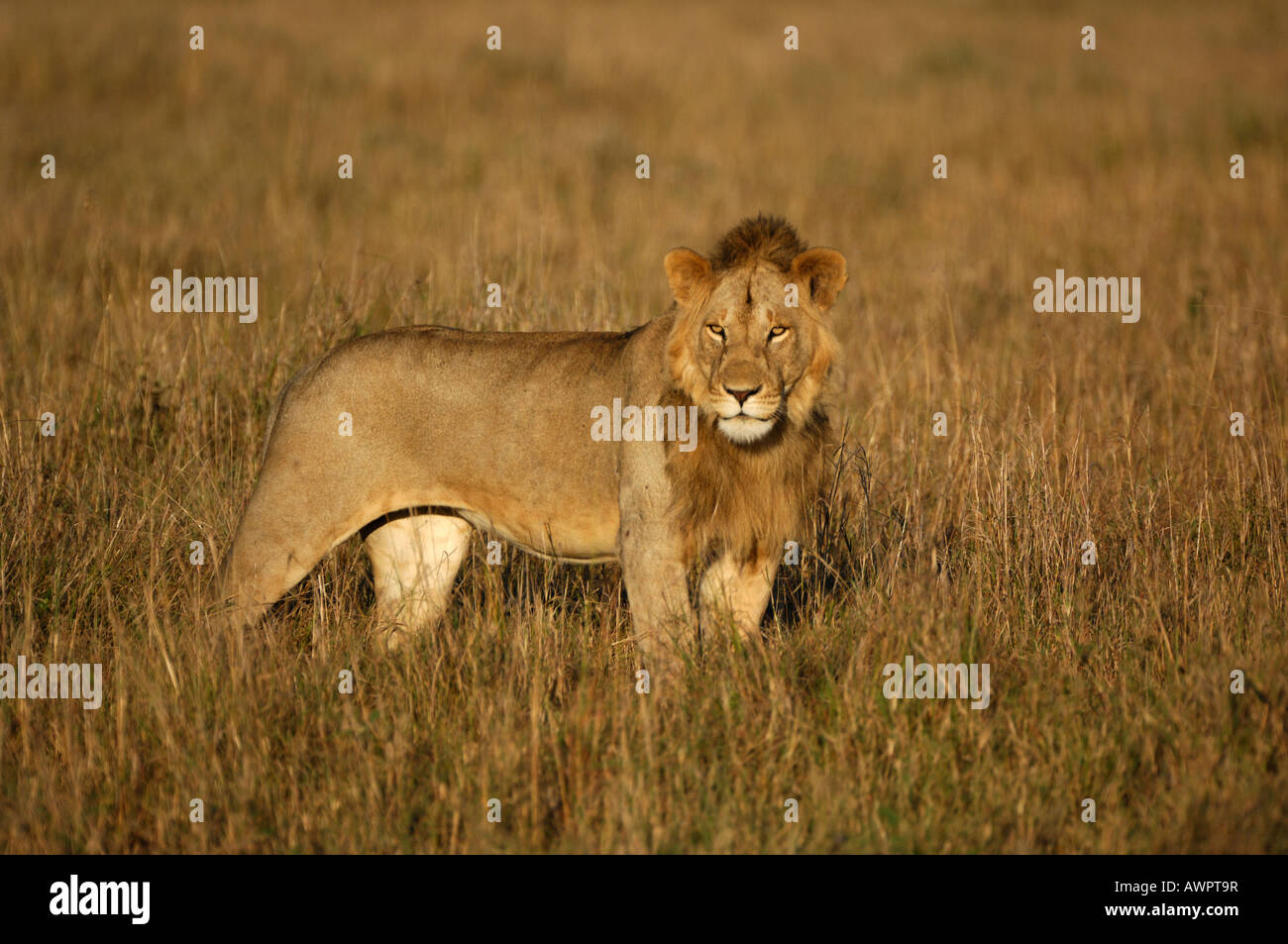 Lion (Panthera leo) in morning light, Masai Mara, Kenya, Africa Stock Photo