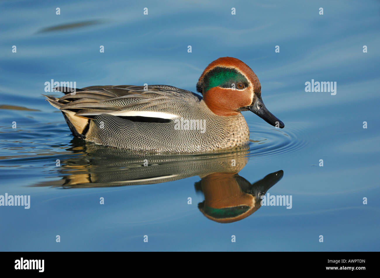 Common Teal or Eurasian Teal (Anas crecca) reflected on the water's surface Stock Photo