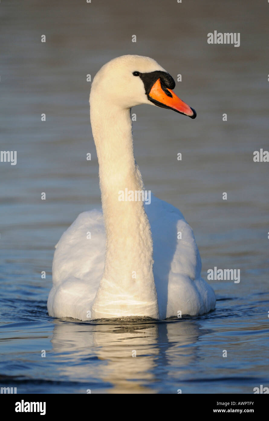 Mute Swan (Cygnus olor), portrait, Flachsee (Flach Lake), Switzerland, Europe Stock Photo