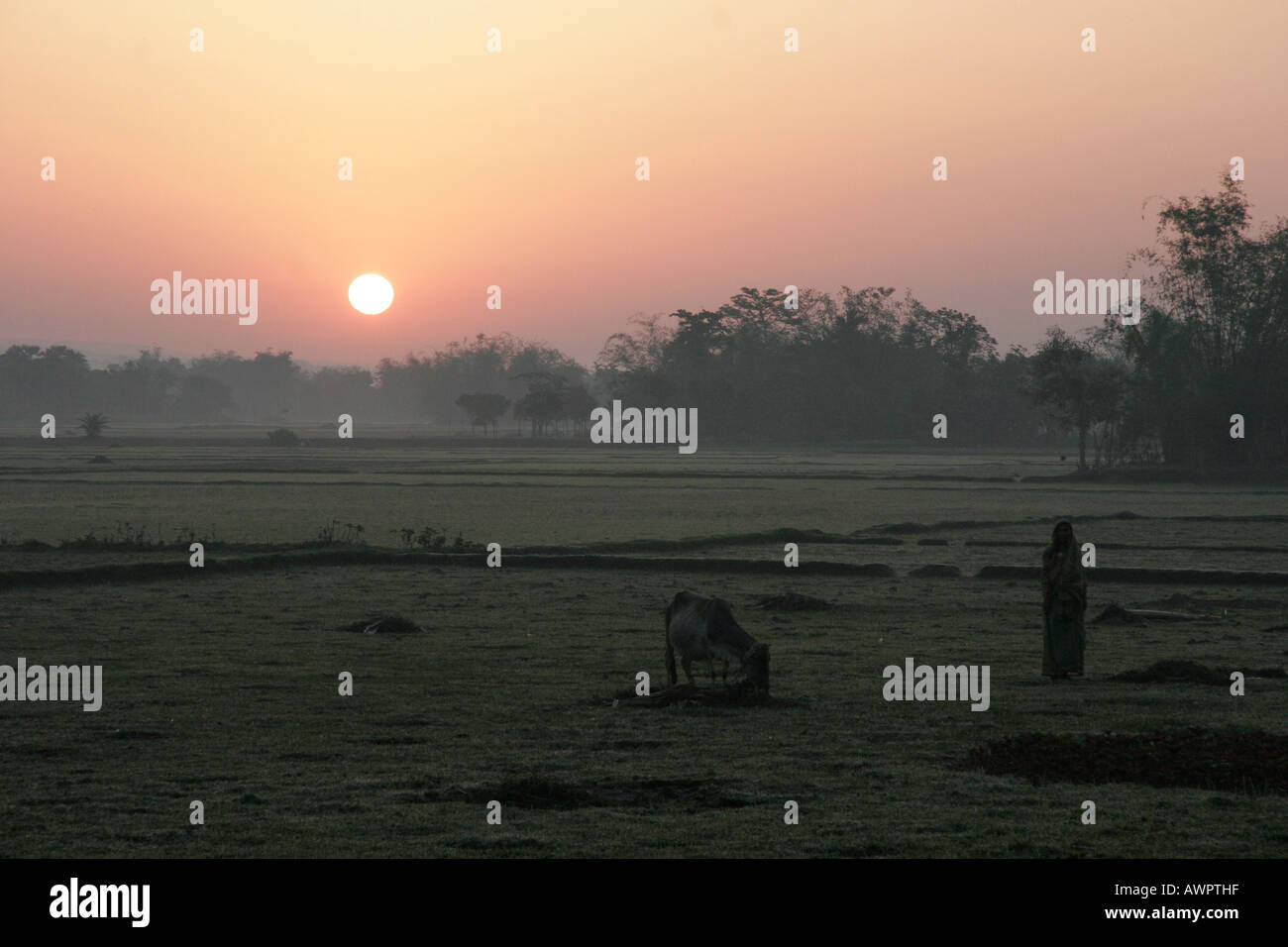 BANGLADESH Dawn at Haluaghat Mymensingh photo by Sean Sprague Stock Photo