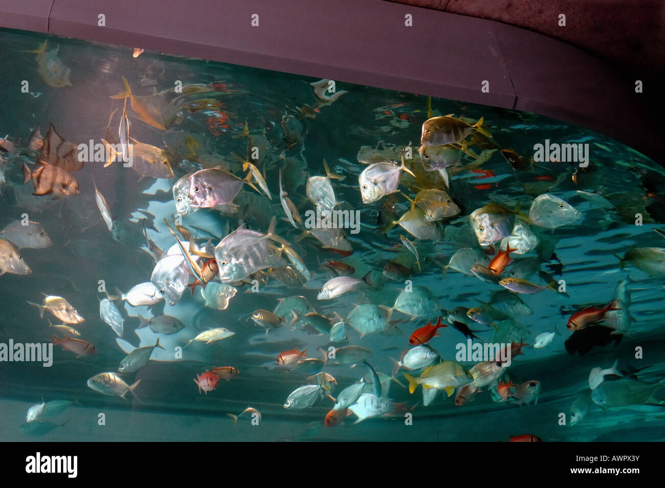 Charleston Aquarium Charleston SC Stock Photo Alamy