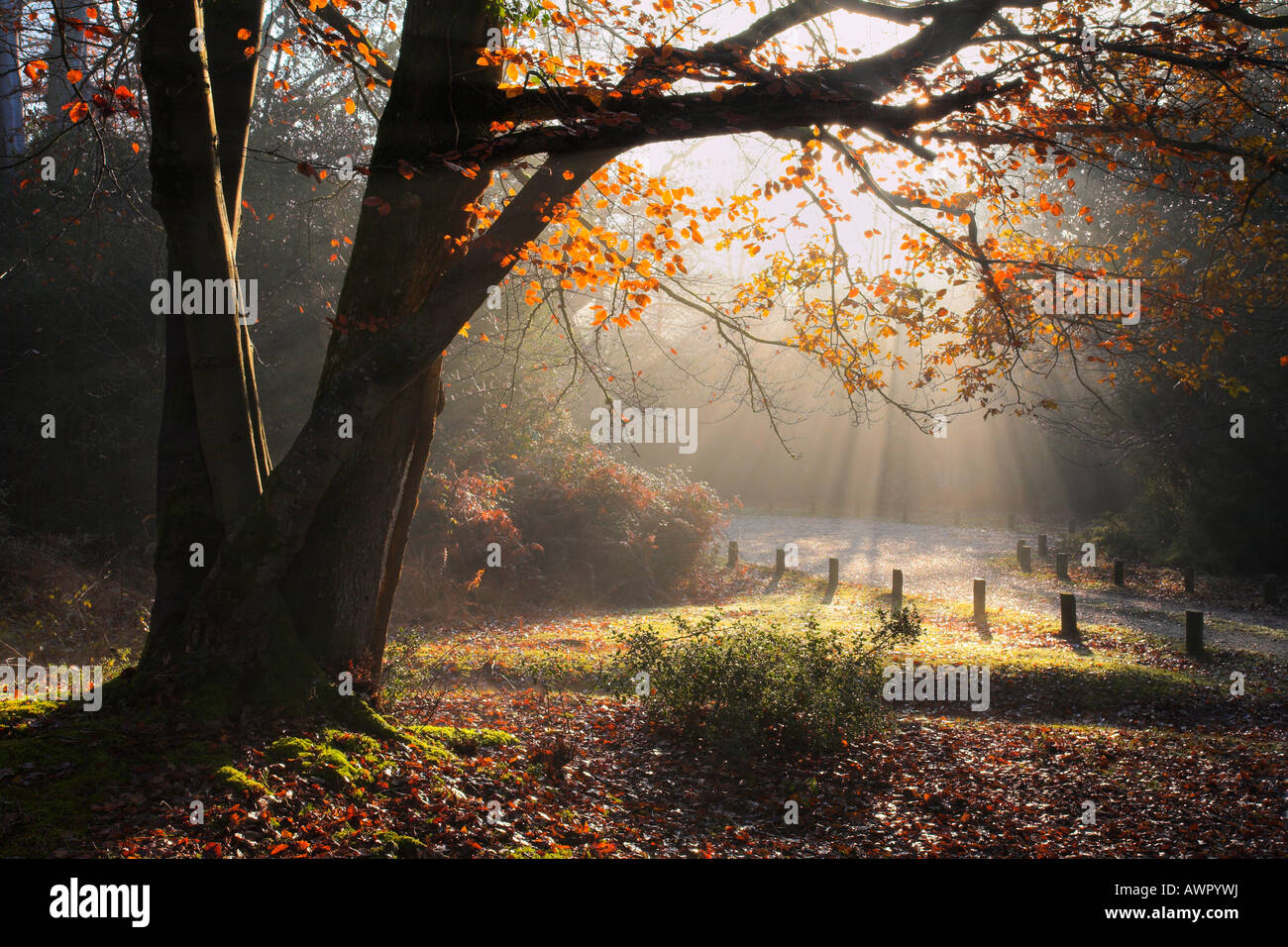 Misty autumnal scenes in a New Forest wood, Hampshire Stock Photo