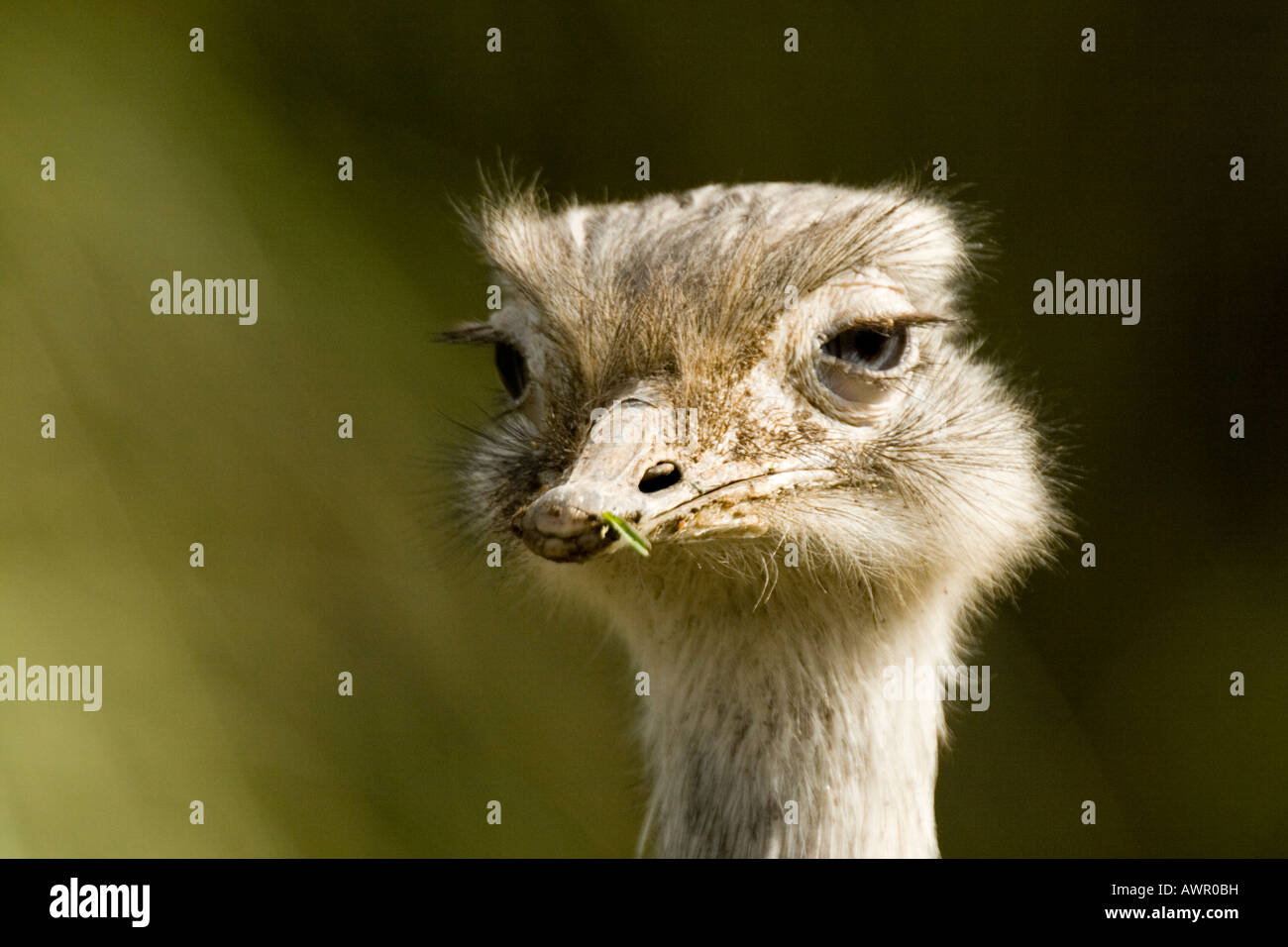 Electa Rhea Lesser Rhea Pterocnemia Pennata High Resolution Stock Photography and ...