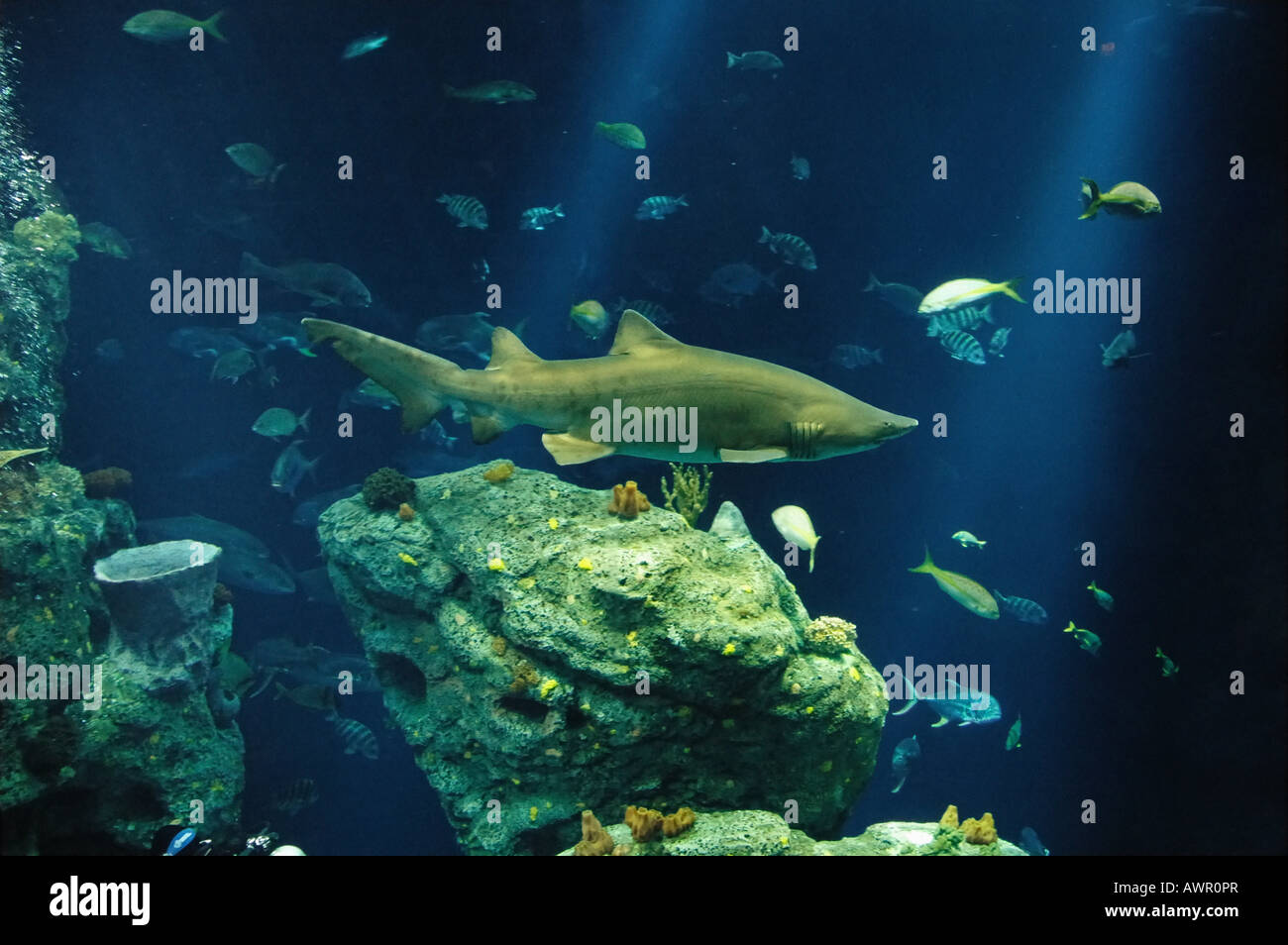 South carolina aquarium hires stock photography and images Alamy