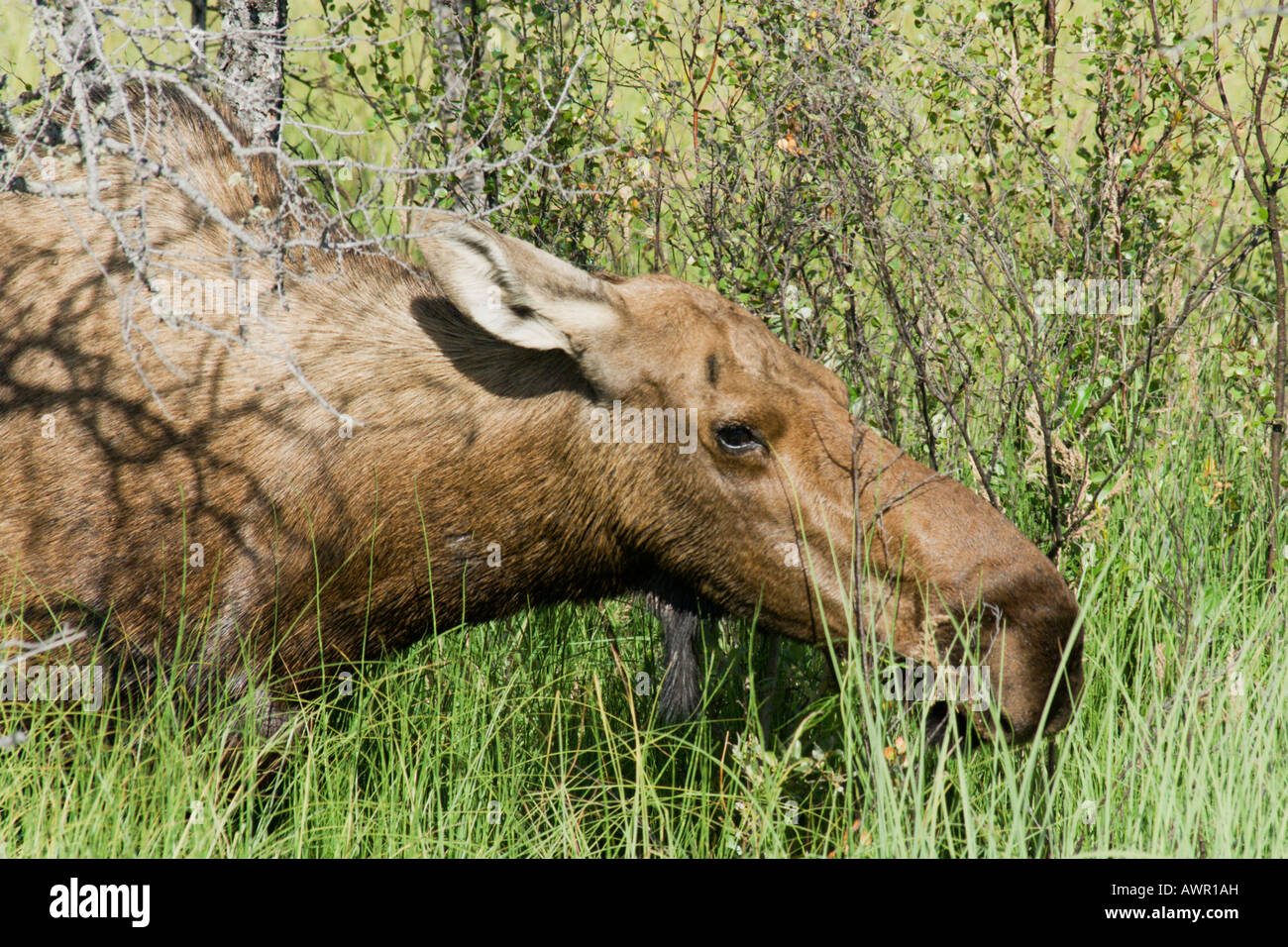 Grazing cow elk, Alces alces, Yukon Territory, Canada Stock Photo