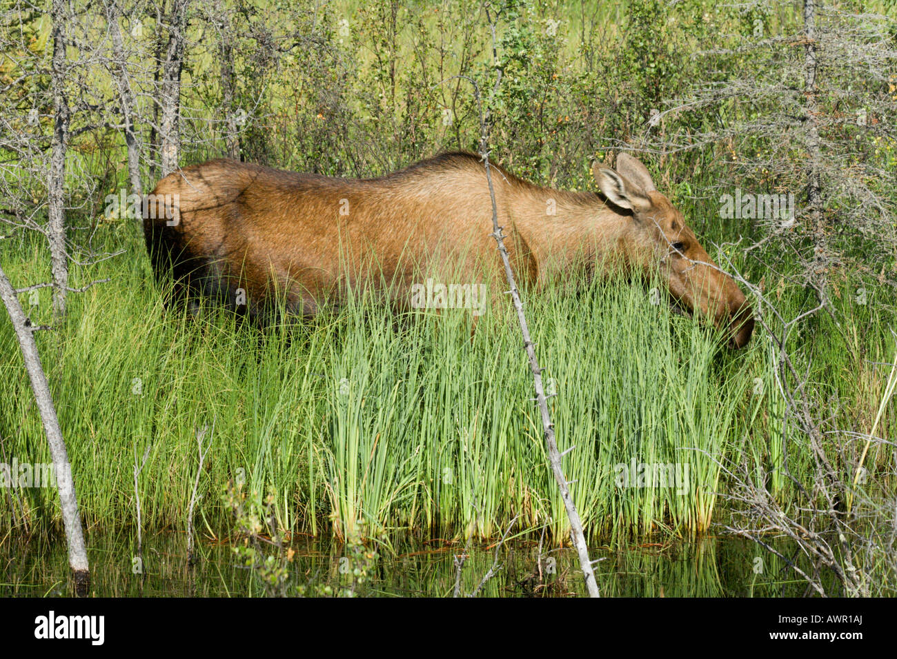 Grazing cow elk, Alces alces, Yukon Territory, Canada Stock Photo