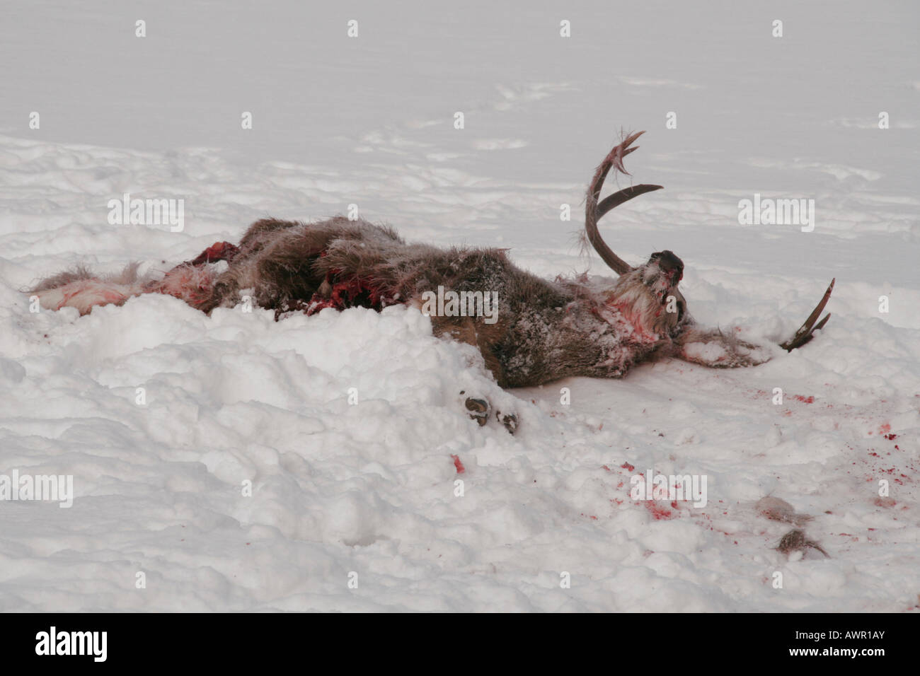 Mule Deer (Odocoileus hemionus) carcass, killed by wolf pack, Yukon Territory, Canada Stock Photo