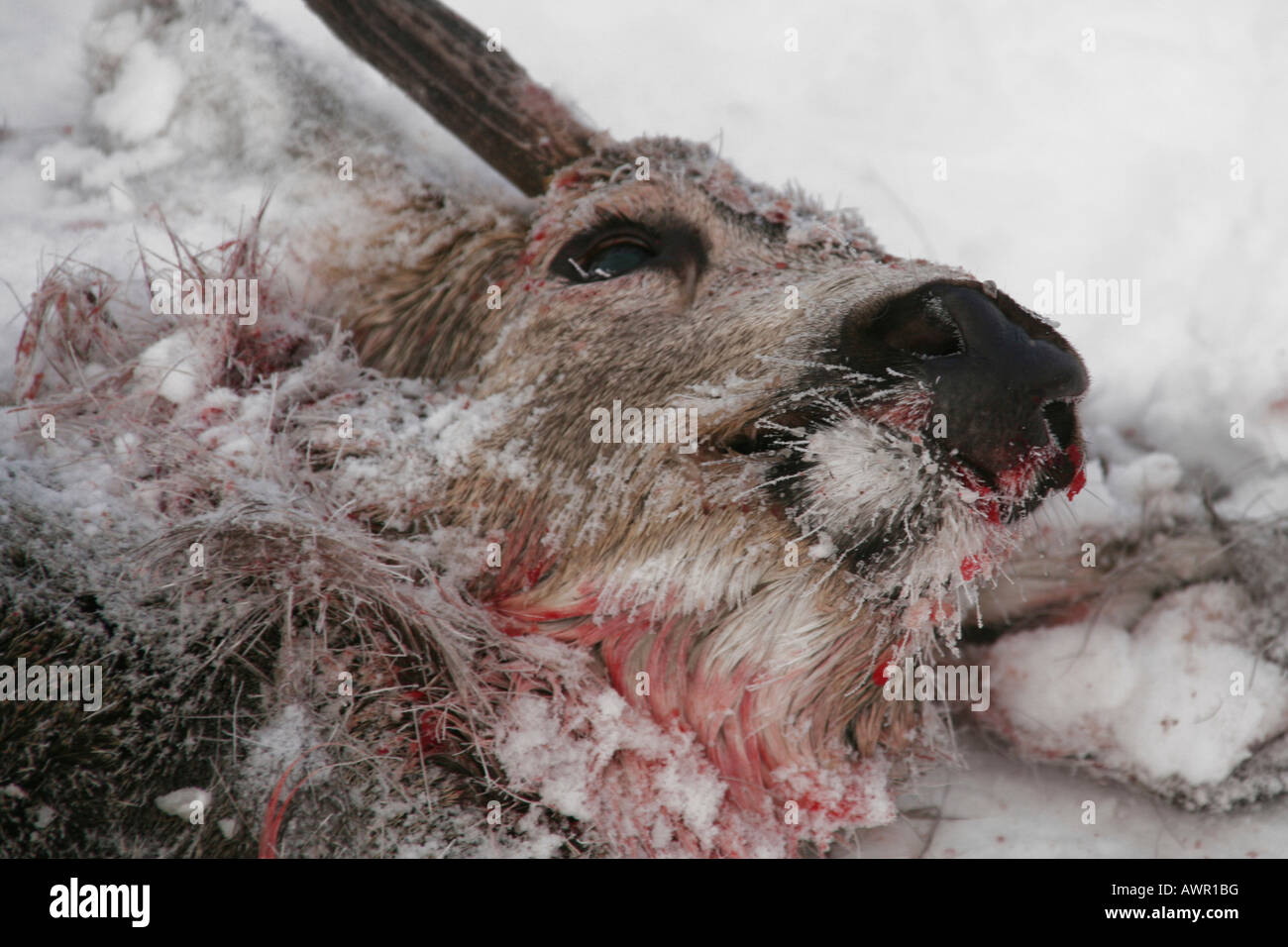 Mule Deer (Odocoileus hemionus) carcass, killed by wolf pack, Yukon Territory, Canada Stock Photo