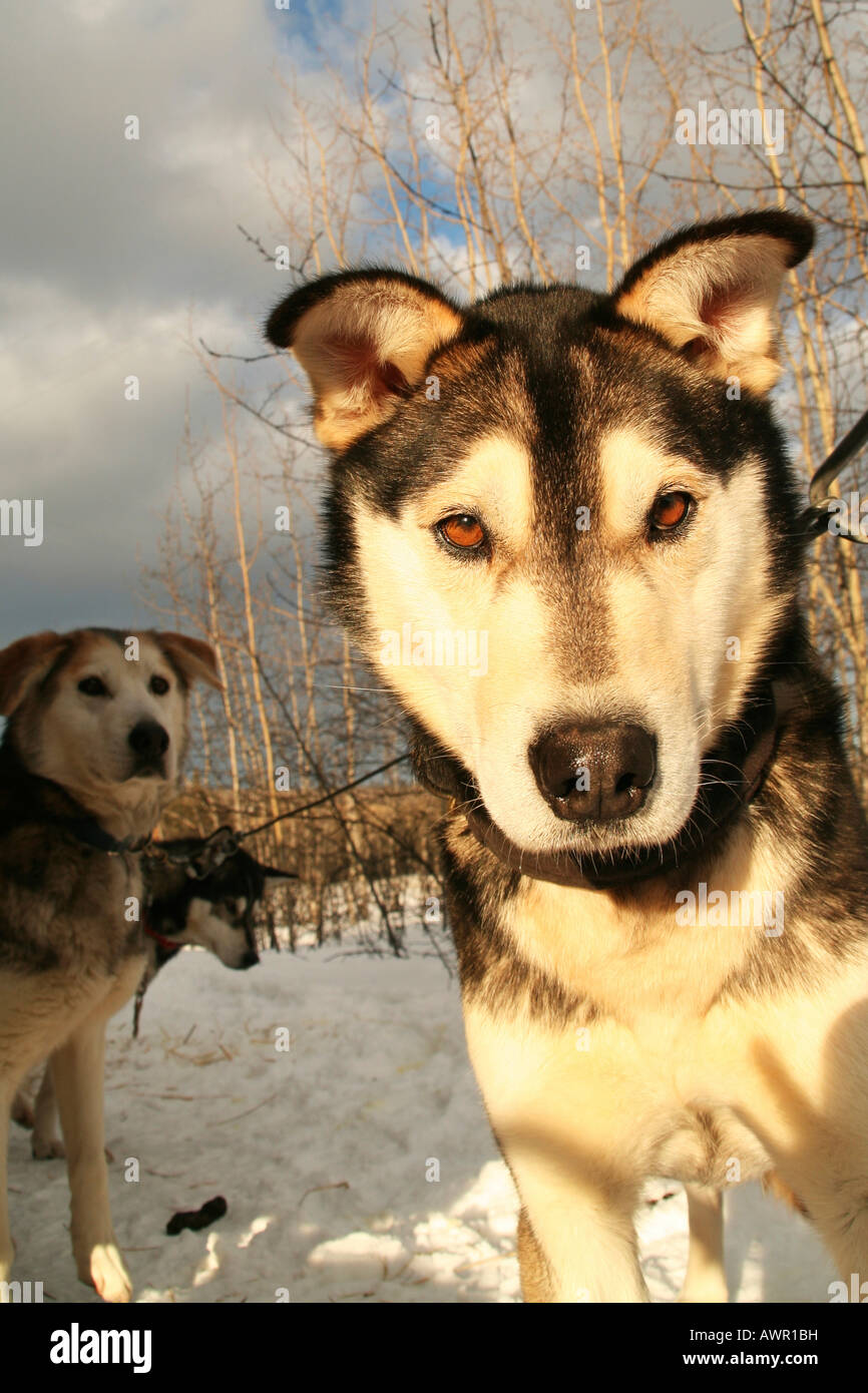 Sunlit portrait of a sled dog, Yukon Territory, Canada Stock Photo
