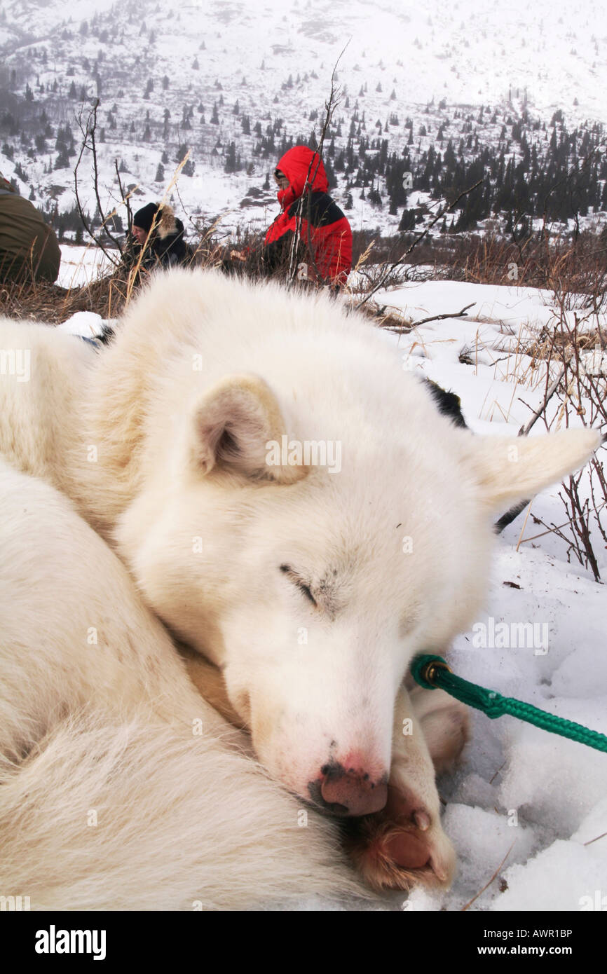 Portrait of white husky sled dog, curled-up and resting, Yukon Territory, Canada Stock Photo