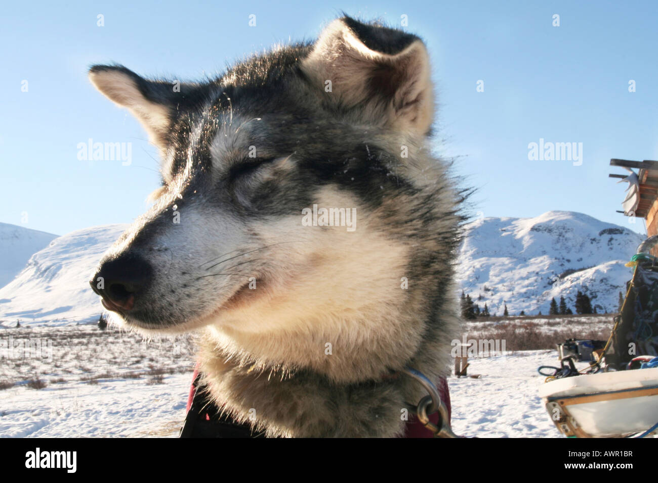 Portrait of sled dog, floppy ears, Yukon Territory, Canada Stock Photo