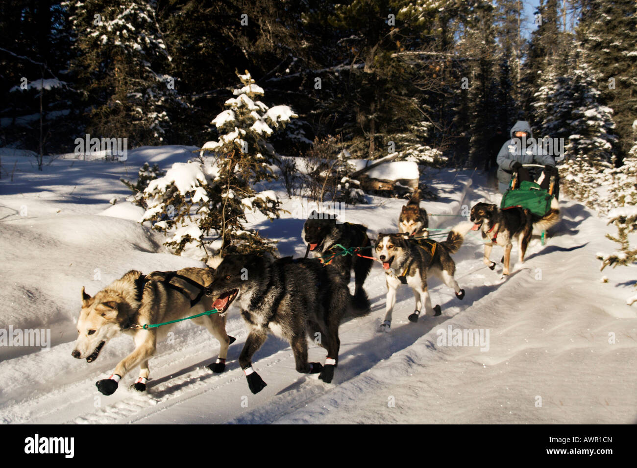 Sled dog team with musher in winter forest, Yukon Territory, Canada Stock Photo