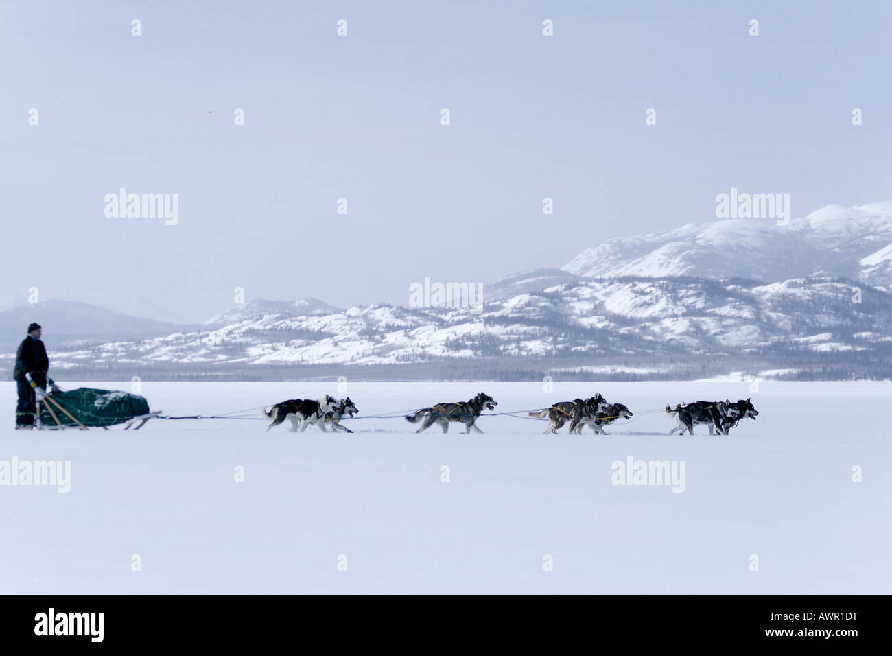 Dog sled team with musher, frozen Lake Laberge, Yukon Territory, Canada Stock Photo