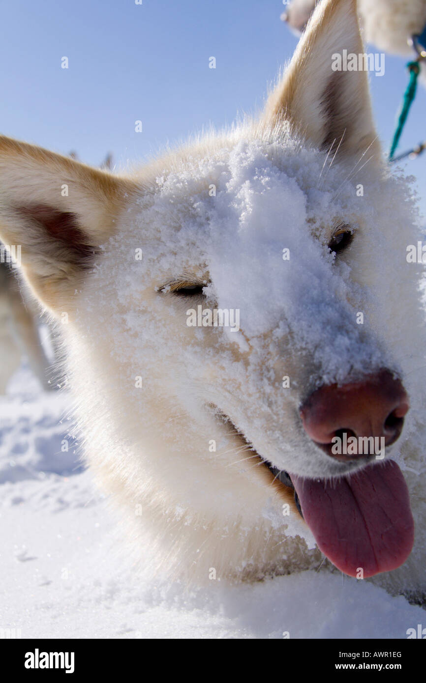 White Husky, snow in face, portrait, Yukon Territory, Canada Stock Photo