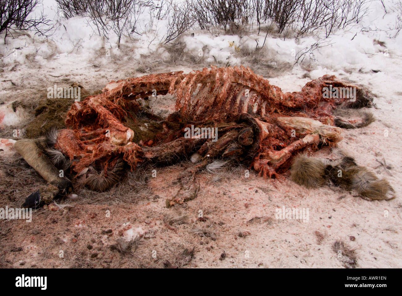 Moose (Alces alces) carcass, wolf kill, Yukon Territory, Canada Stock Photo