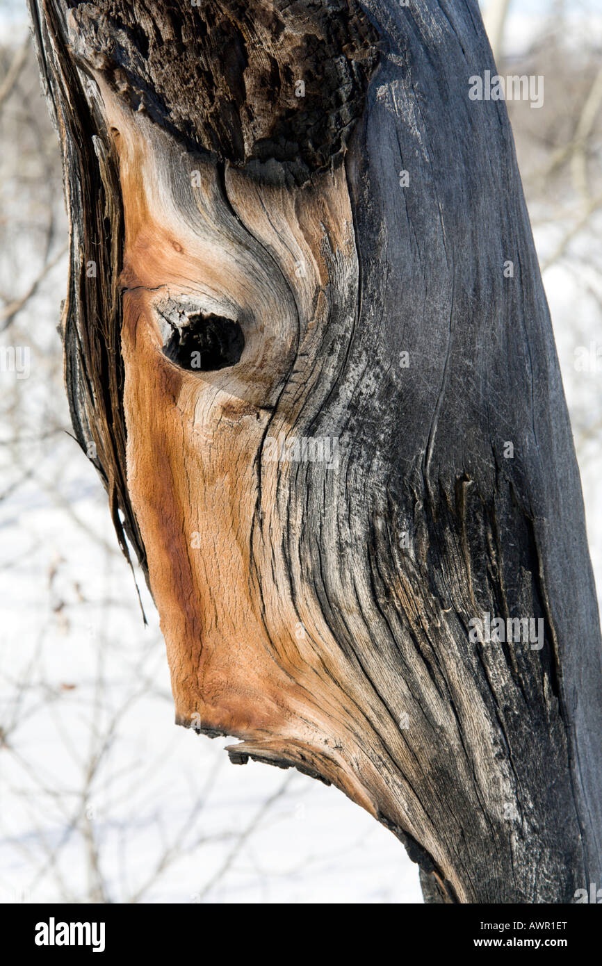 Face in dead tree stump, Yukon Territory, Canada Stock Photo