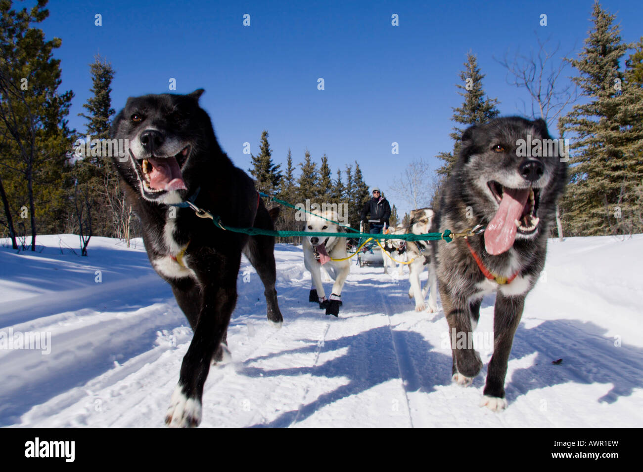 Musher team yukon quest dog hires stock photography and images Alamy