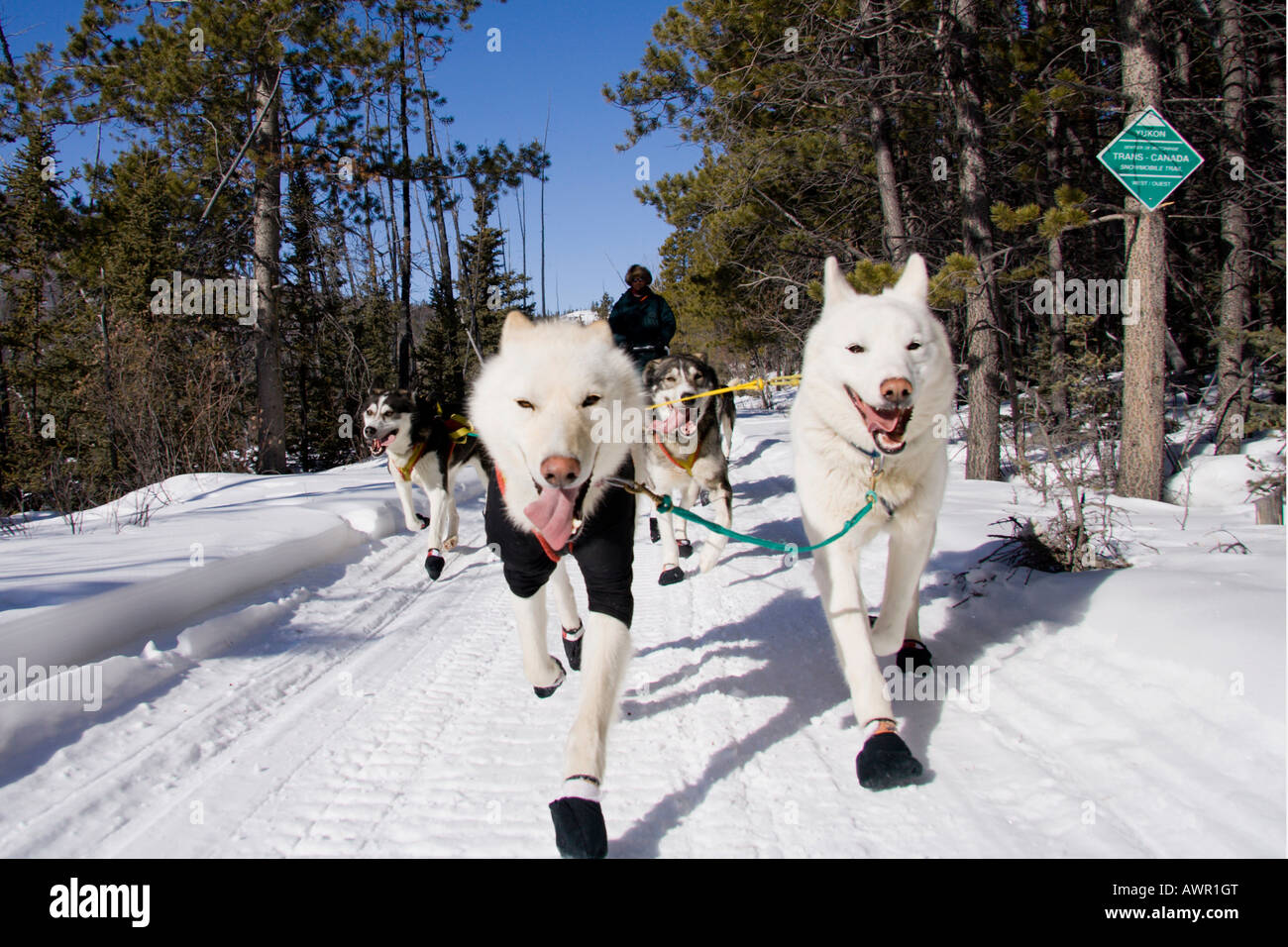 Dog sled team with musher photographed from front, with two white lead