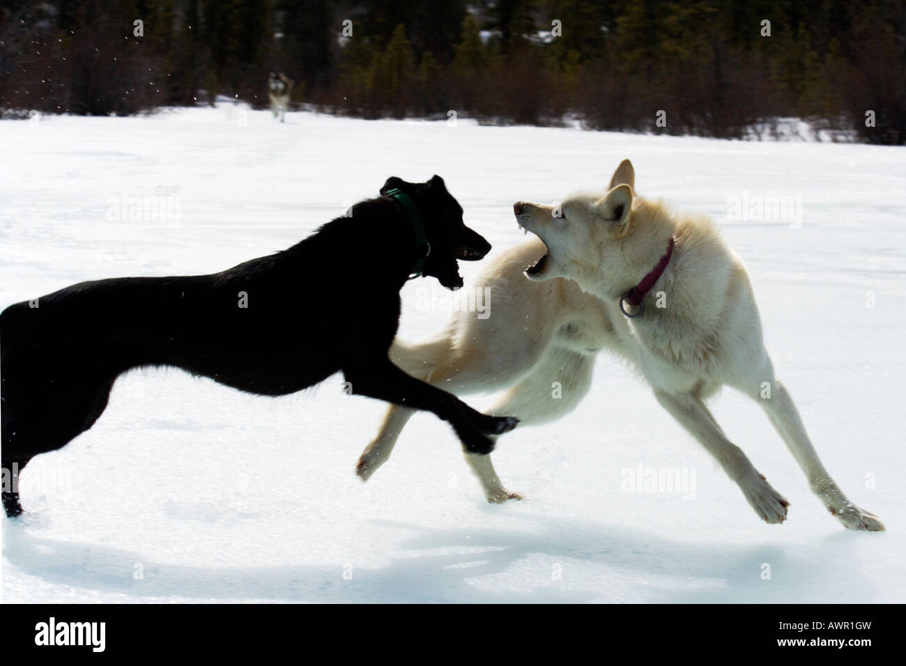 Husky sled dogs fighting playfully, Yukon Territory, Canada Stock Photo