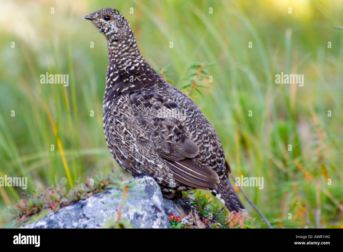Willow Grouse or Willow Ptarmigan (Lagopus lagopus) hen in summer plumage standing on a rock, Yukon Territory, Canada Stock Photo