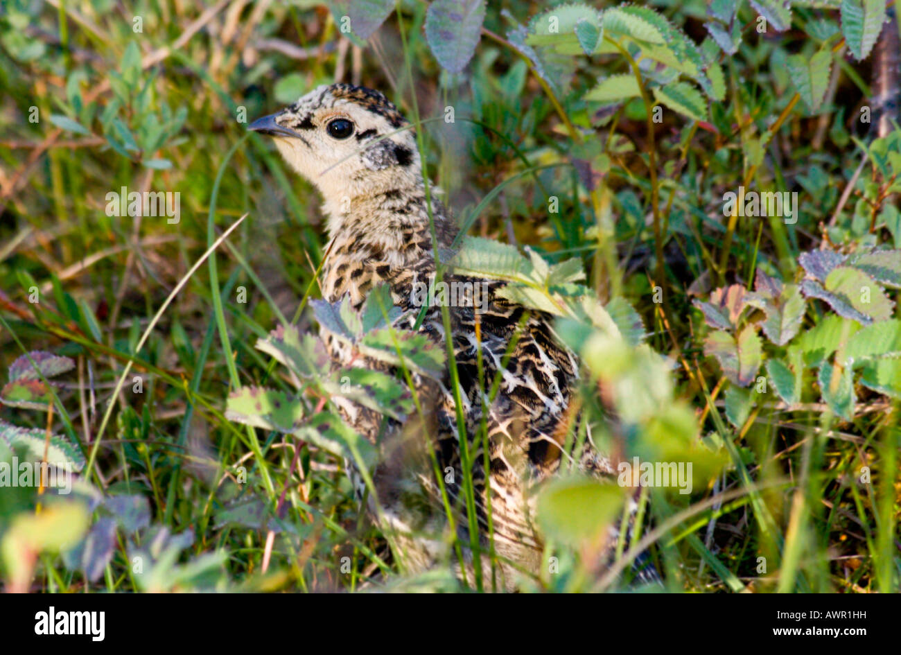 Willow Grouse or Willow Ptarmigan (Lagopus lagopus) chick hiding in the grass in Yukon Territory, Canada Stock Photo