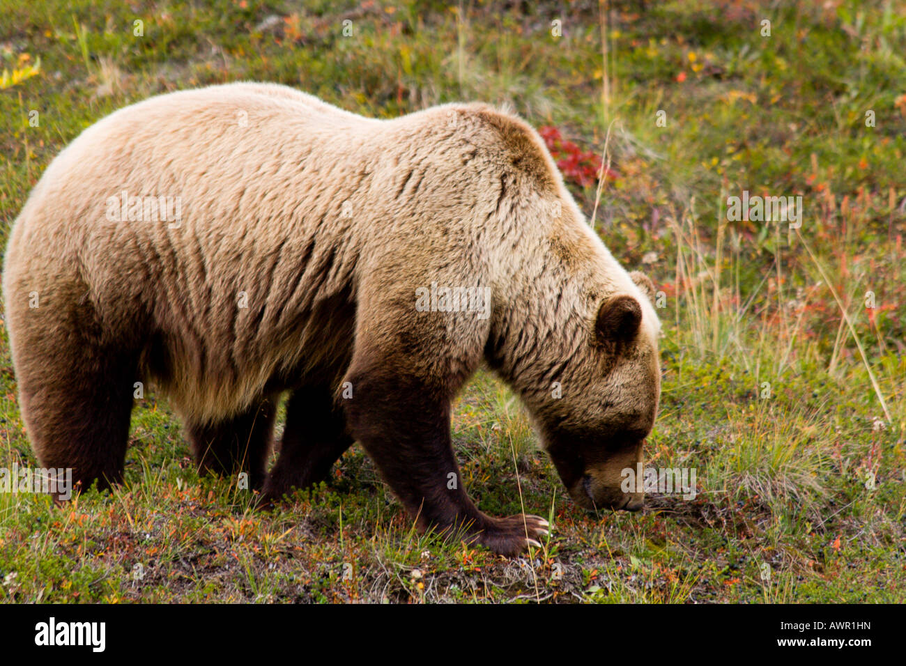 Male Grizzly Bear (Ursus arctos horribilis) eating berries on the tundra in autumn, Alaska, USA Stock Photo