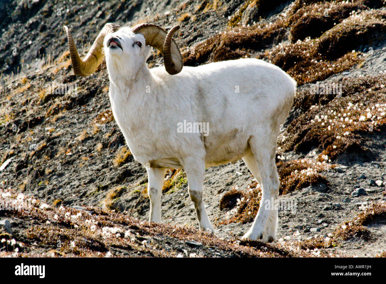 Dall Sheep (Ovis dalli) buck with horns, cottongrass, Yukon Territory ...