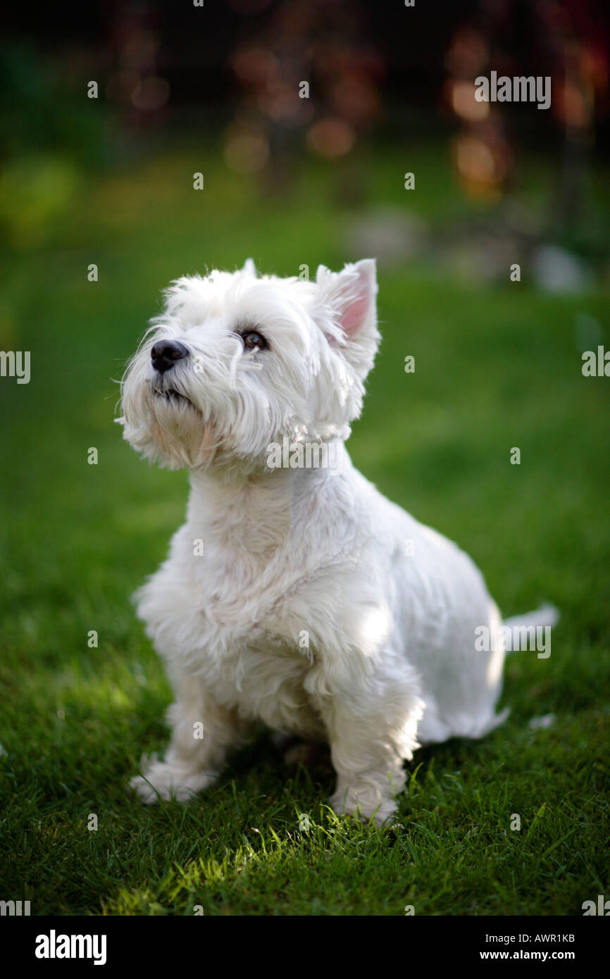 A West highland white terrier sitting on grass Stock Photo