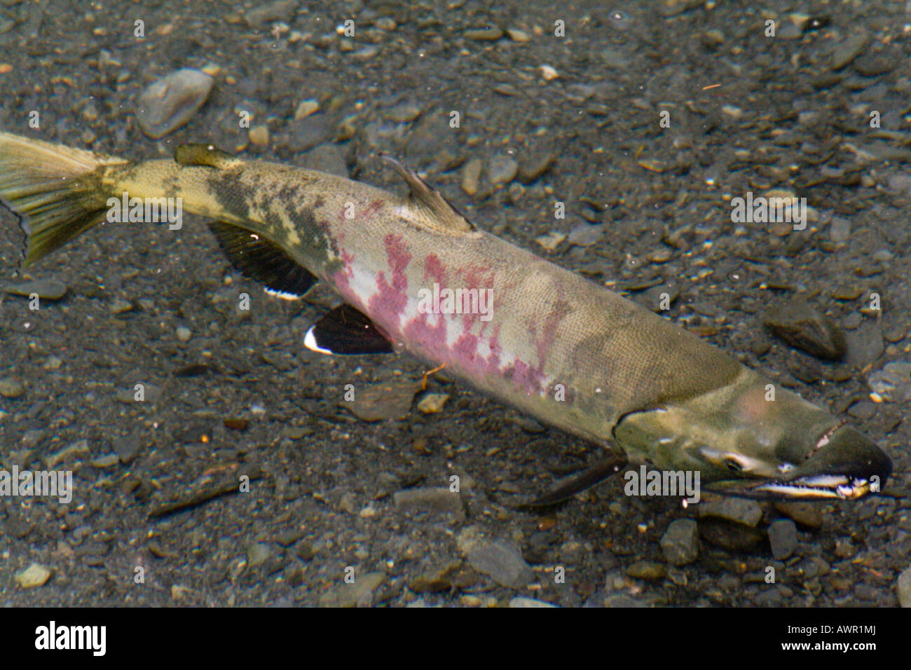 Chinook Salmon or King Salmon (Oncorhynchus tshawytscha) in a stream before spawning, Kenai Peninsula, Alaska, USA Stock Photo