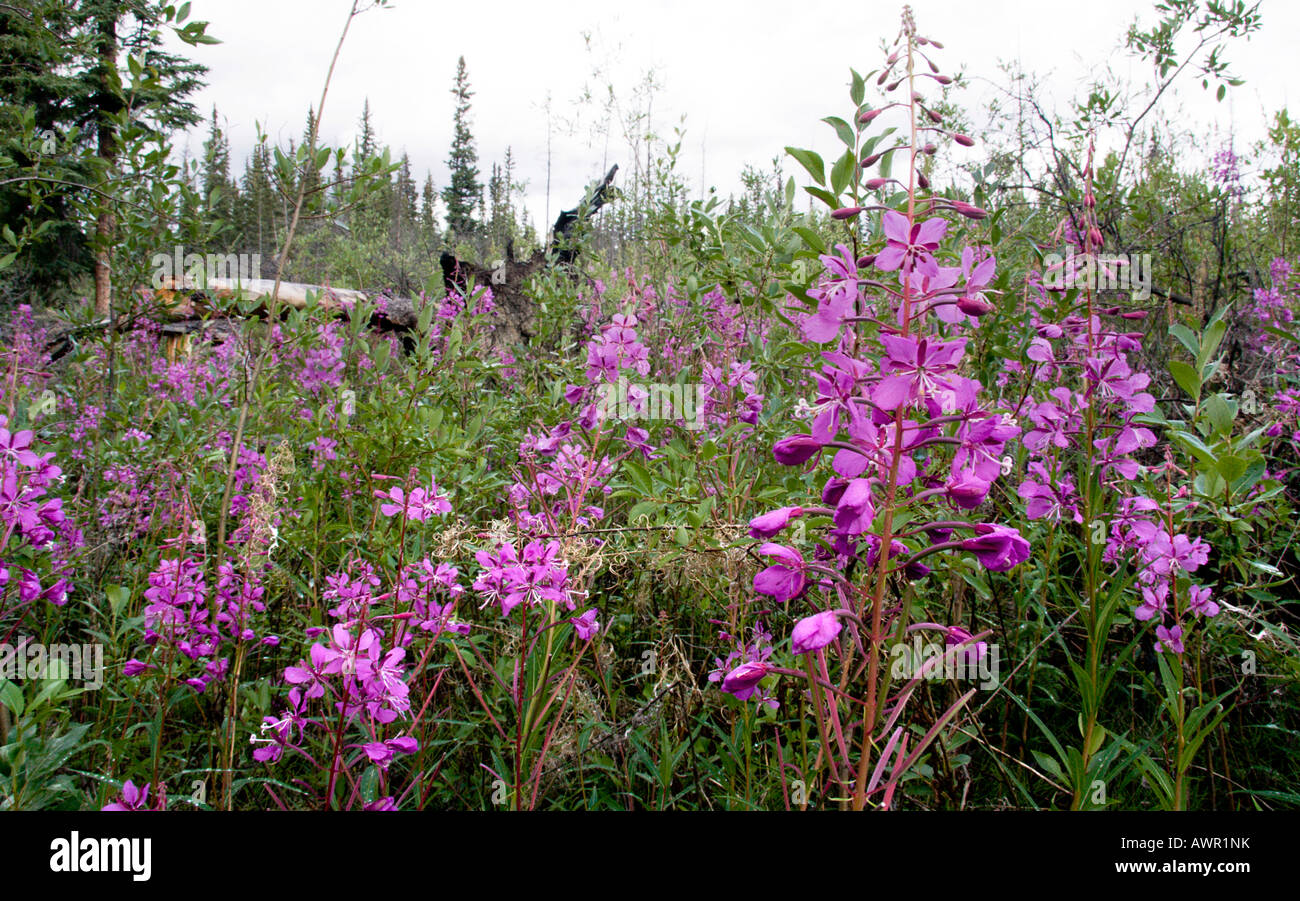 Fireweed or Rosebay Willowherb (Epilobium angustifolium) in bloom, Yukon Territory, Canada Stock Photo