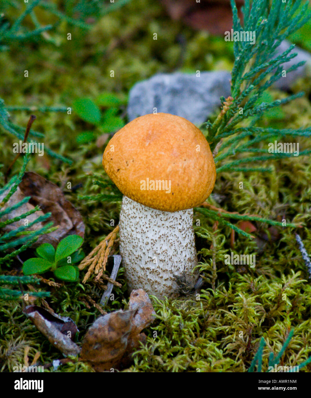 Orange Birch Bolete mushroom (Leccinum testaceoscabrum or Leccinum versipelle), moss, Yukon Territory, Canada Stock Photo