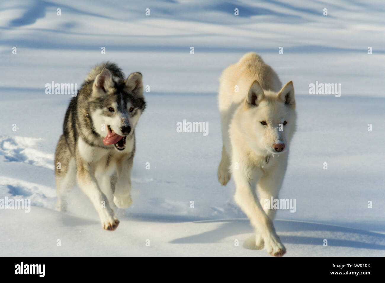 Two huskies running though the snow, Yukon Territory, Canada Stock Photo