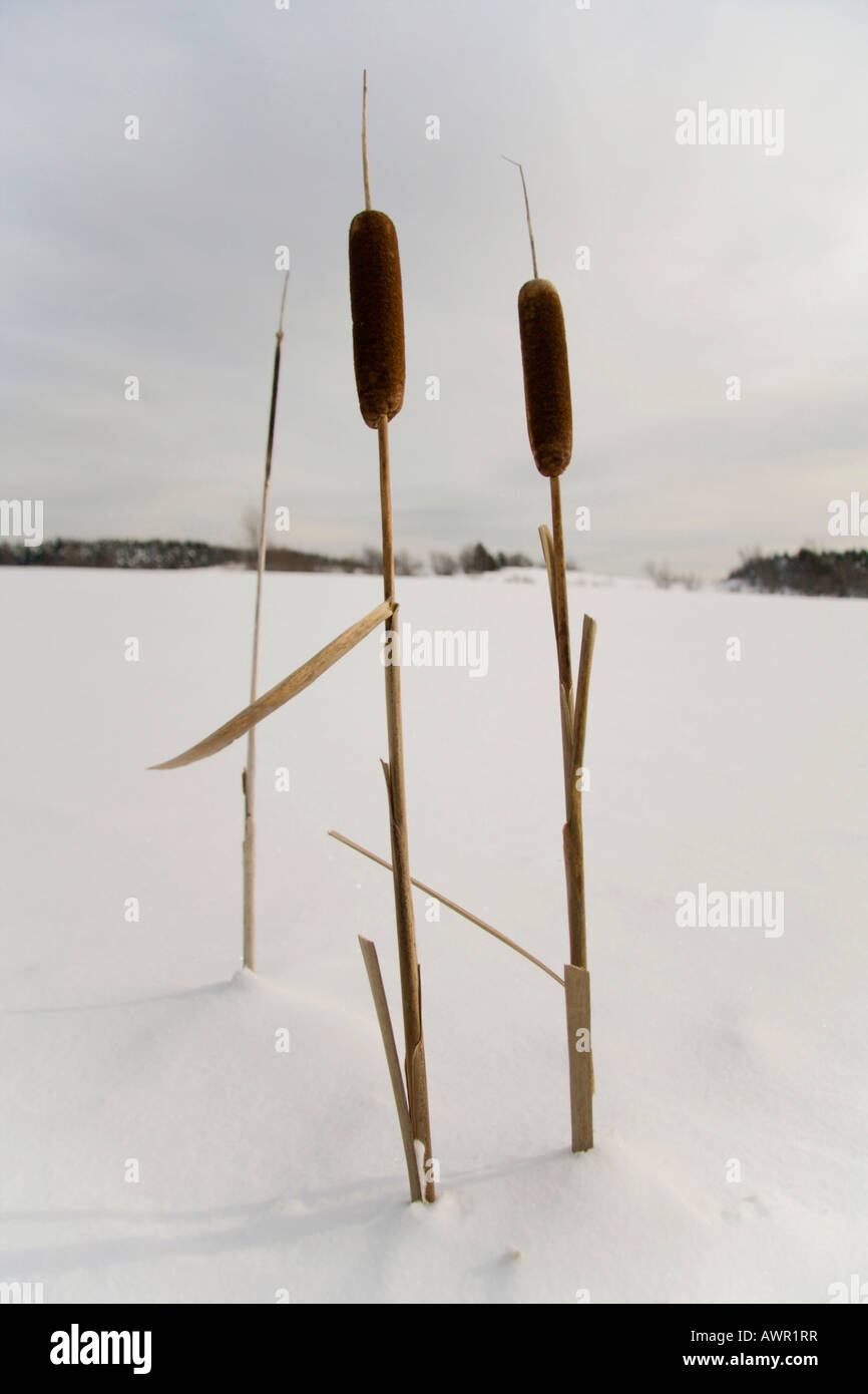 Cattails (Typha) in the snow, Québec, Canada Stock Photo