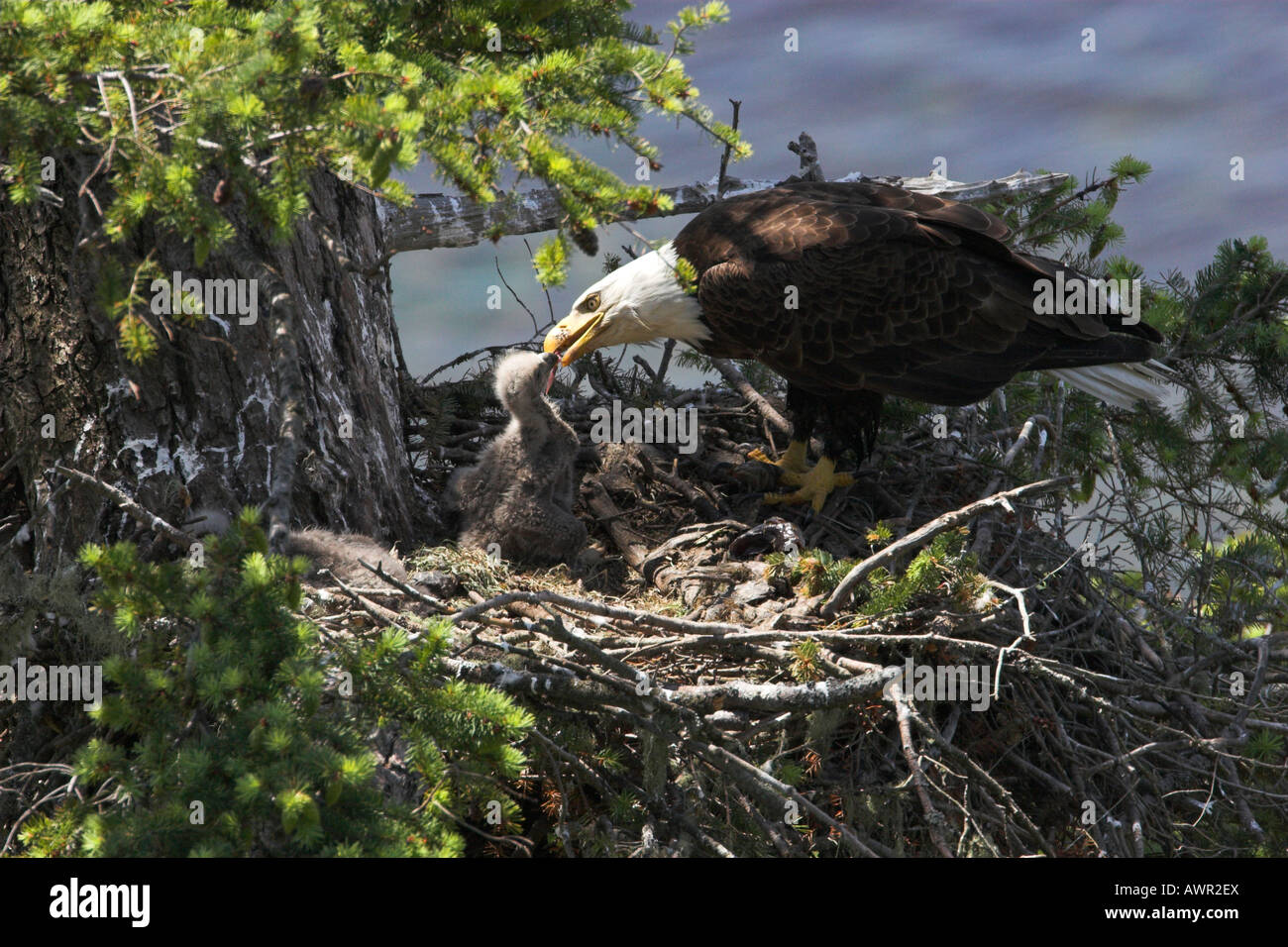 Bald Eagle Haliaeetus leucocephalus adult on nest feeding two eaglets Stock Photo