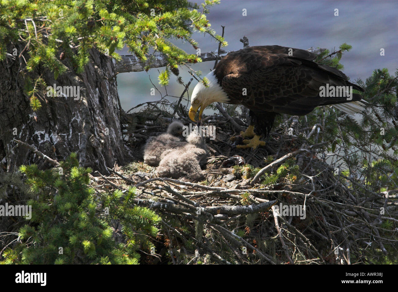 Bald Eagle Haliaeetus leucocephalus adult on nest feeding eaglets Stock Photo