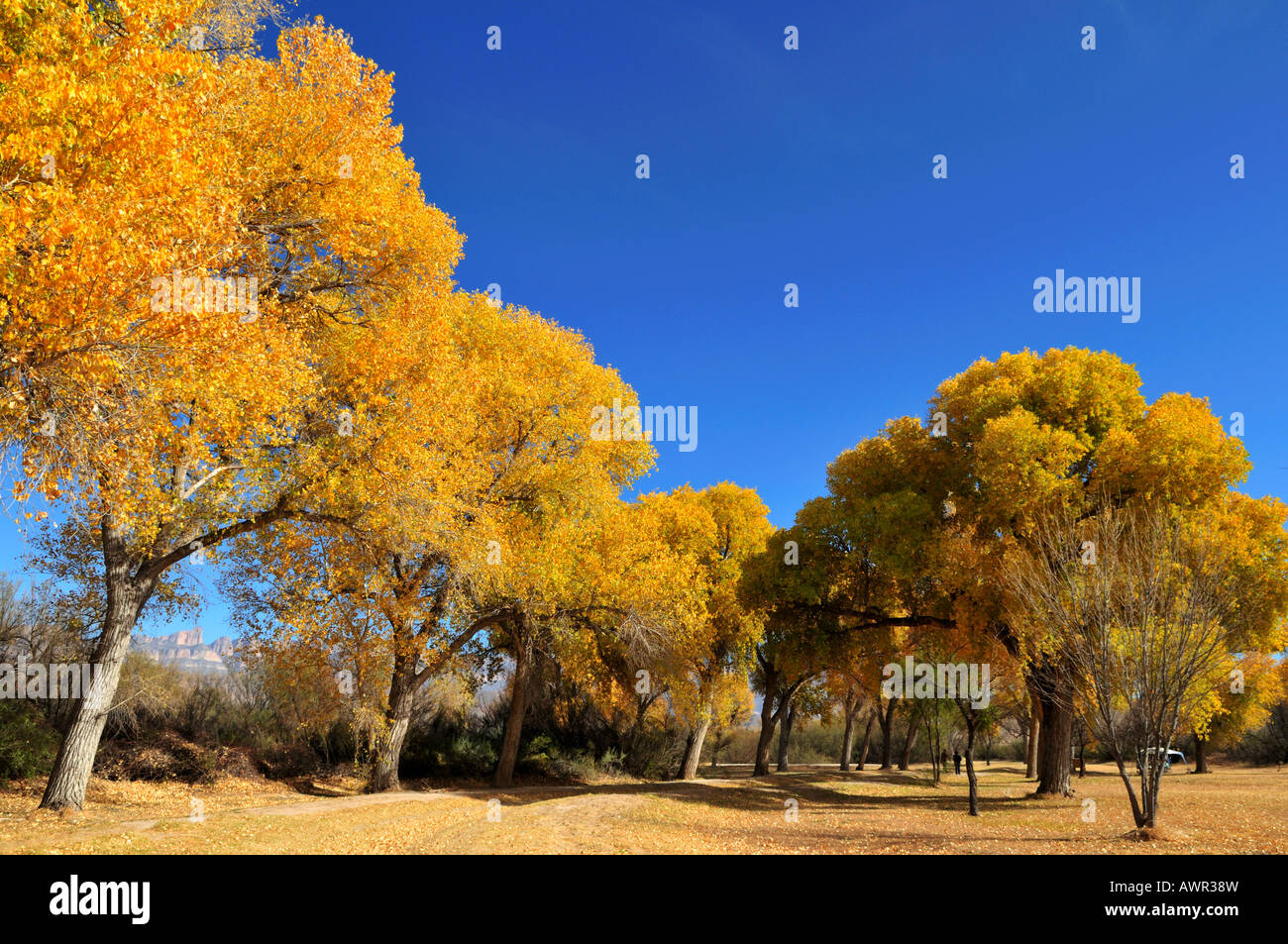 Fall colors. Big Bend National Park, Texas, USA Stock Photo - Alamy