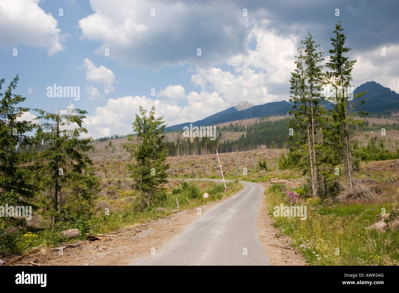 Hurricane damage on the Slovakian side of the High Tatras, almost half of the trees were destroyed by a hurricane on the 19th o Stock Photo