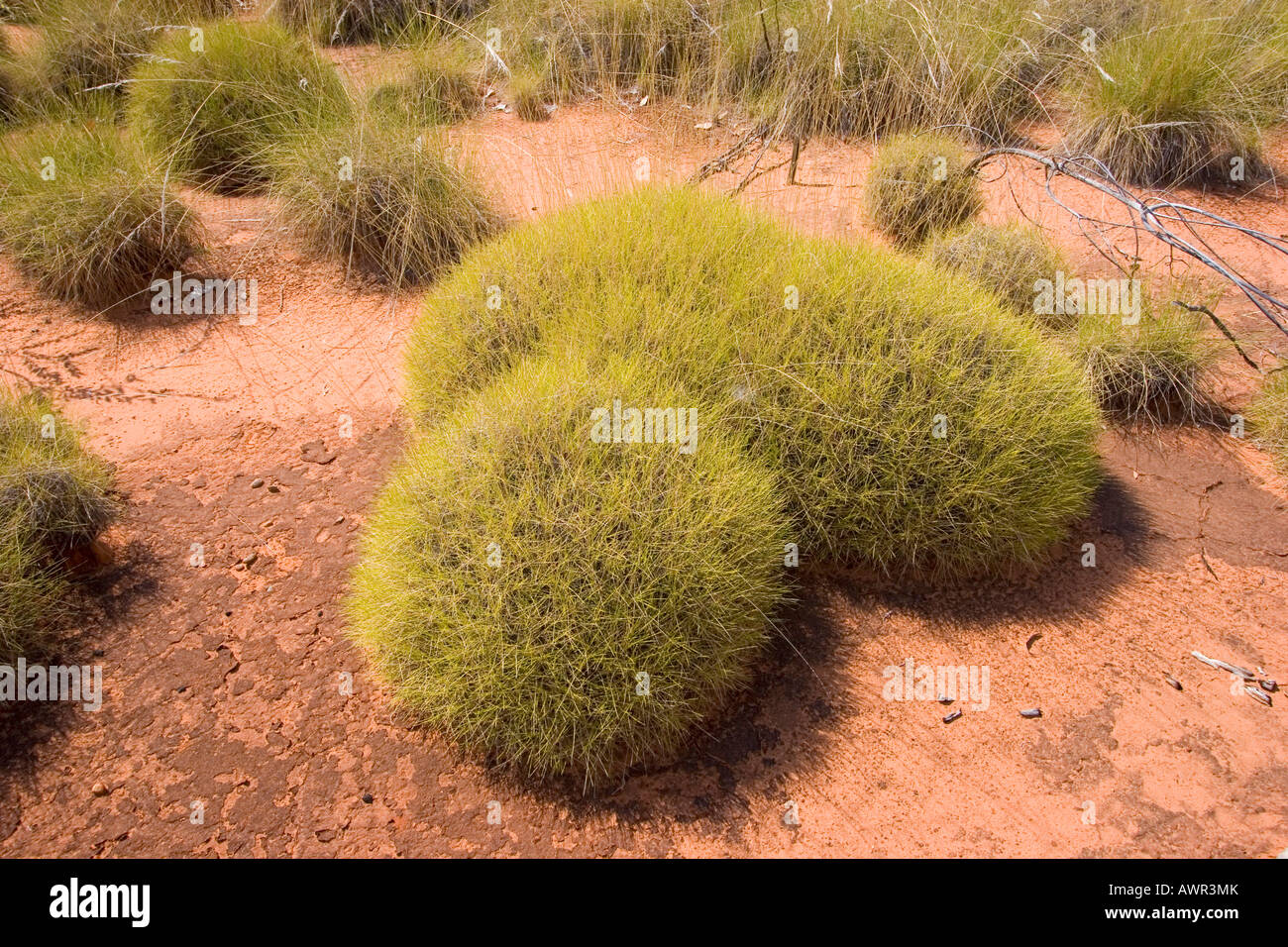 Bunch grass (Triodia), Bungle Bungle, Purnululu National Park, Kimberley, Western Australia, Australia Stock Photo