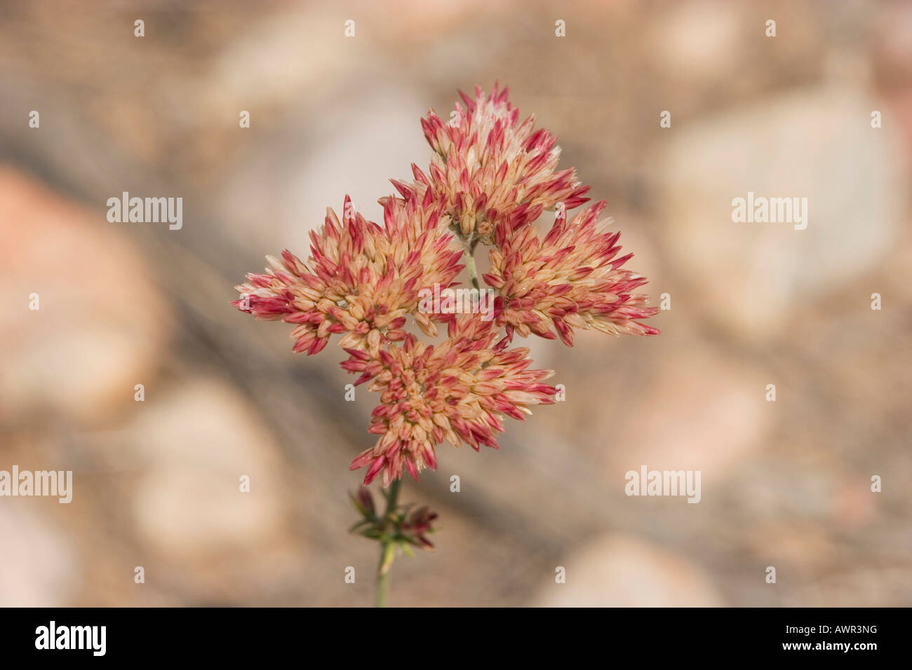 Kimberly Everlast, Bungle Bungle, Purnululu National Park, Kimberley, Western Australia, Australia Stock Photo