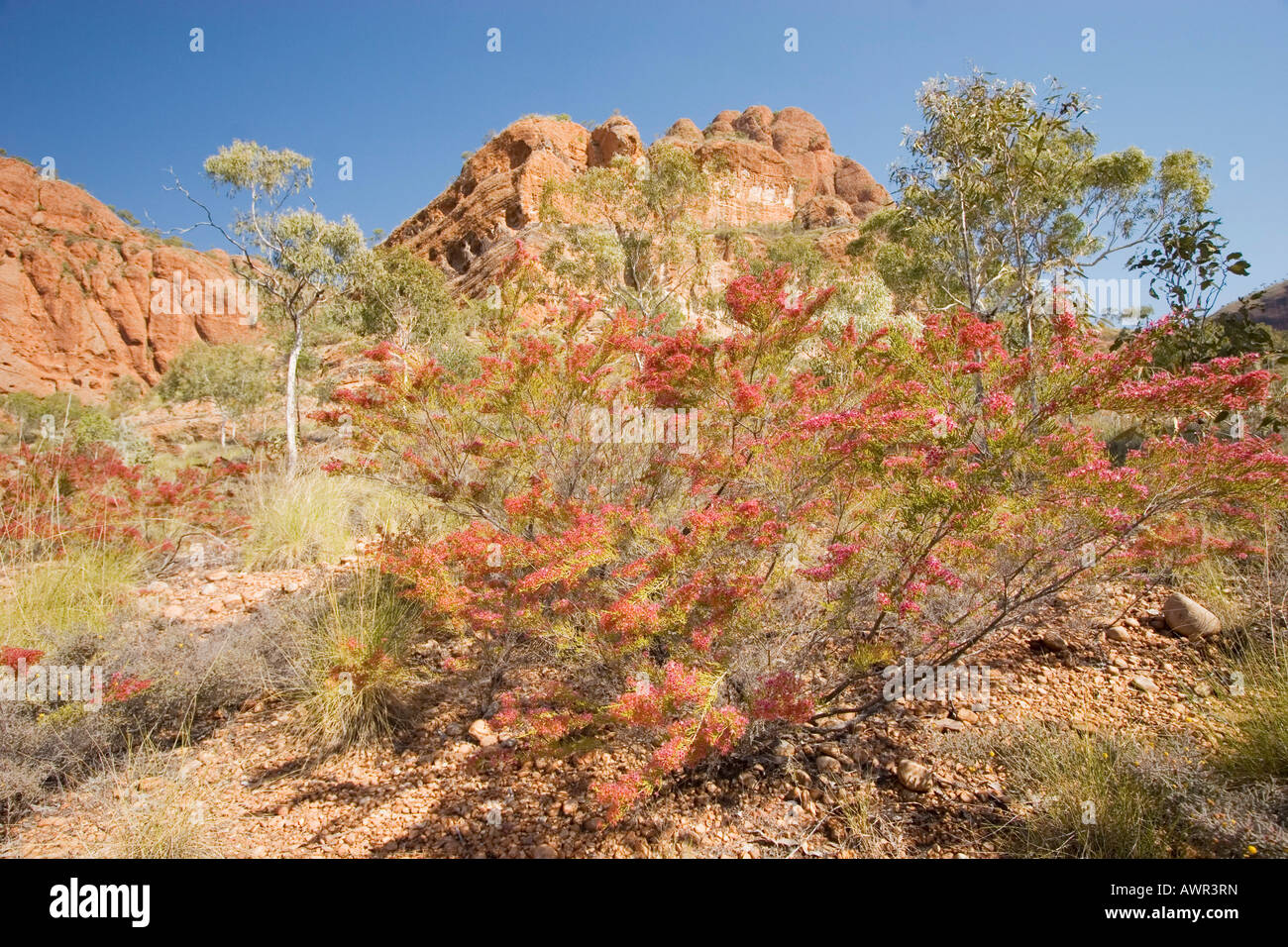 Kimberley Heat Bush, (Calytrix exstipulata), Bungle Bungle, Purnululu National Park, Kimberley, West Australia, Australia Stock Photo