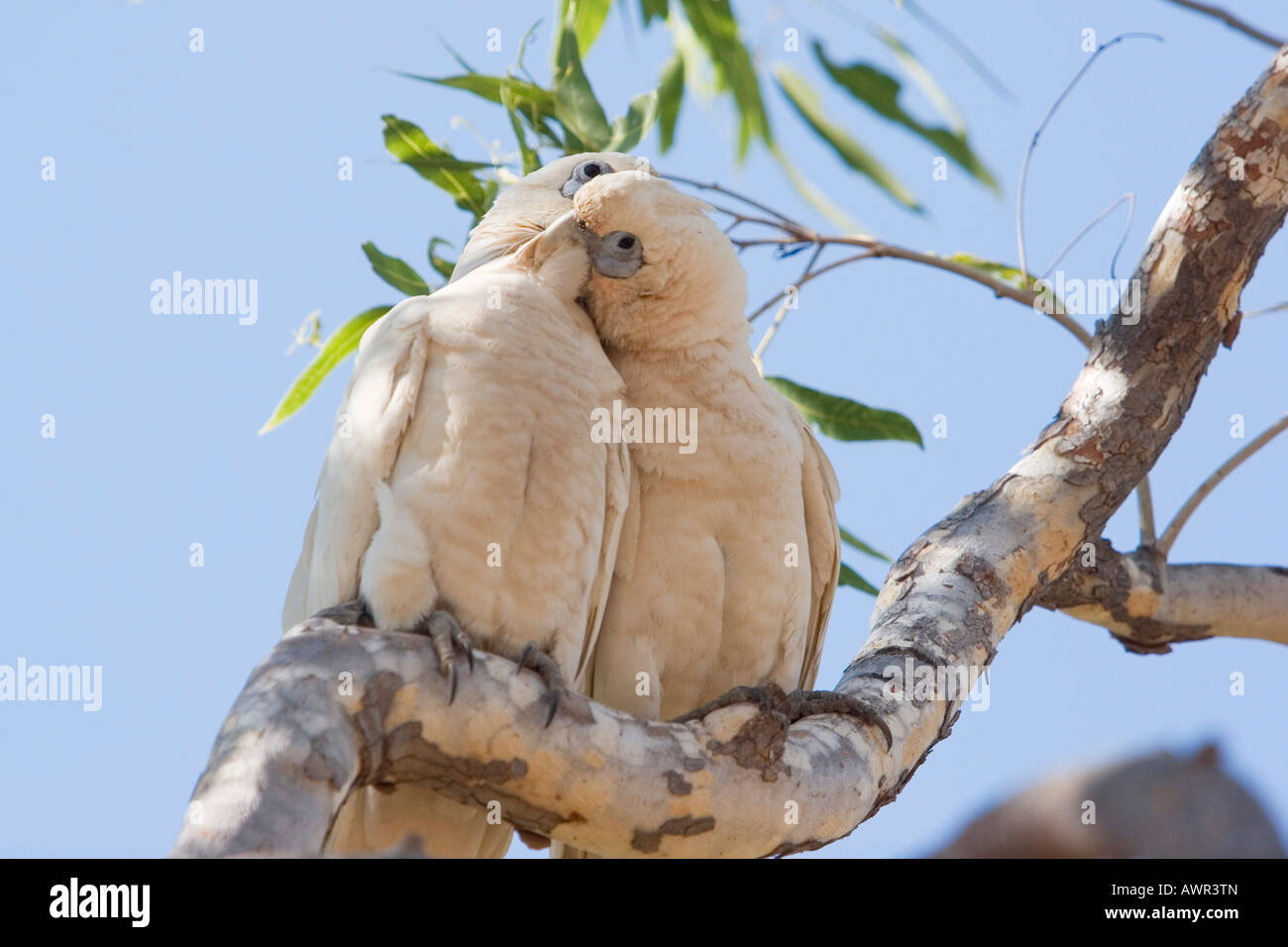 Two parrots, cockatoos, Purnululu National Park, Kimberley, West Australia, Australia Stock Photo