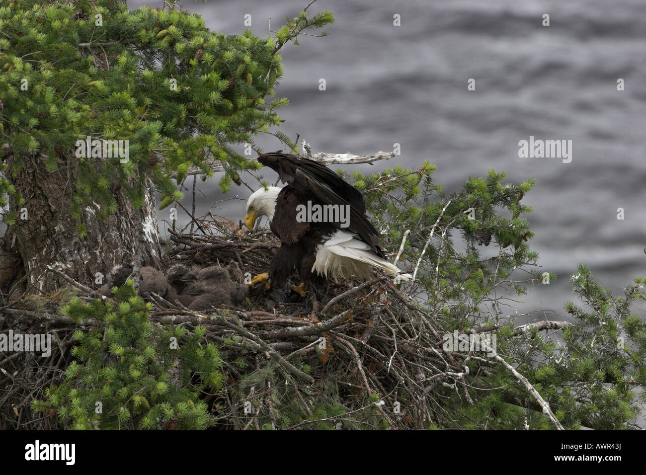 Bald Eagle Haliaeetus leucocephalus adult just landed on nest with food for two eaglets Stock Photo