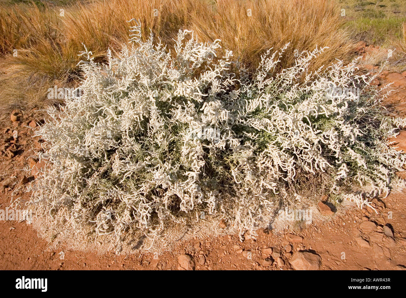 Snow Bush (Aerva javanica), Bungle Bungle, Purnululu National Park, Kimberley, Western Australia, WA, Australia Stock Photo