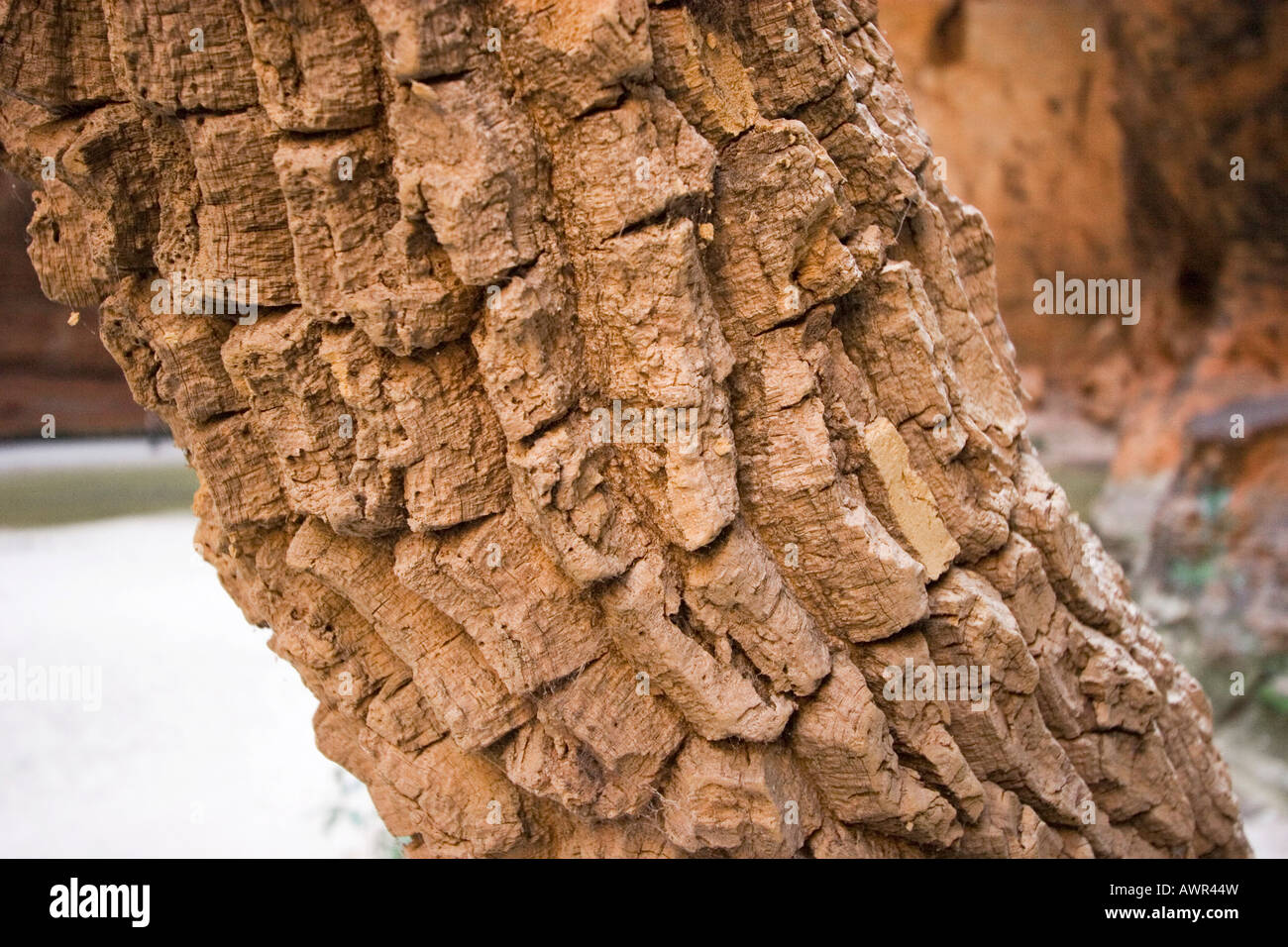 Bark of a cork tree, Bungle Bungle, Purnululu National Park, Kimberley, Western Australia, WA, Australia Stock Photo