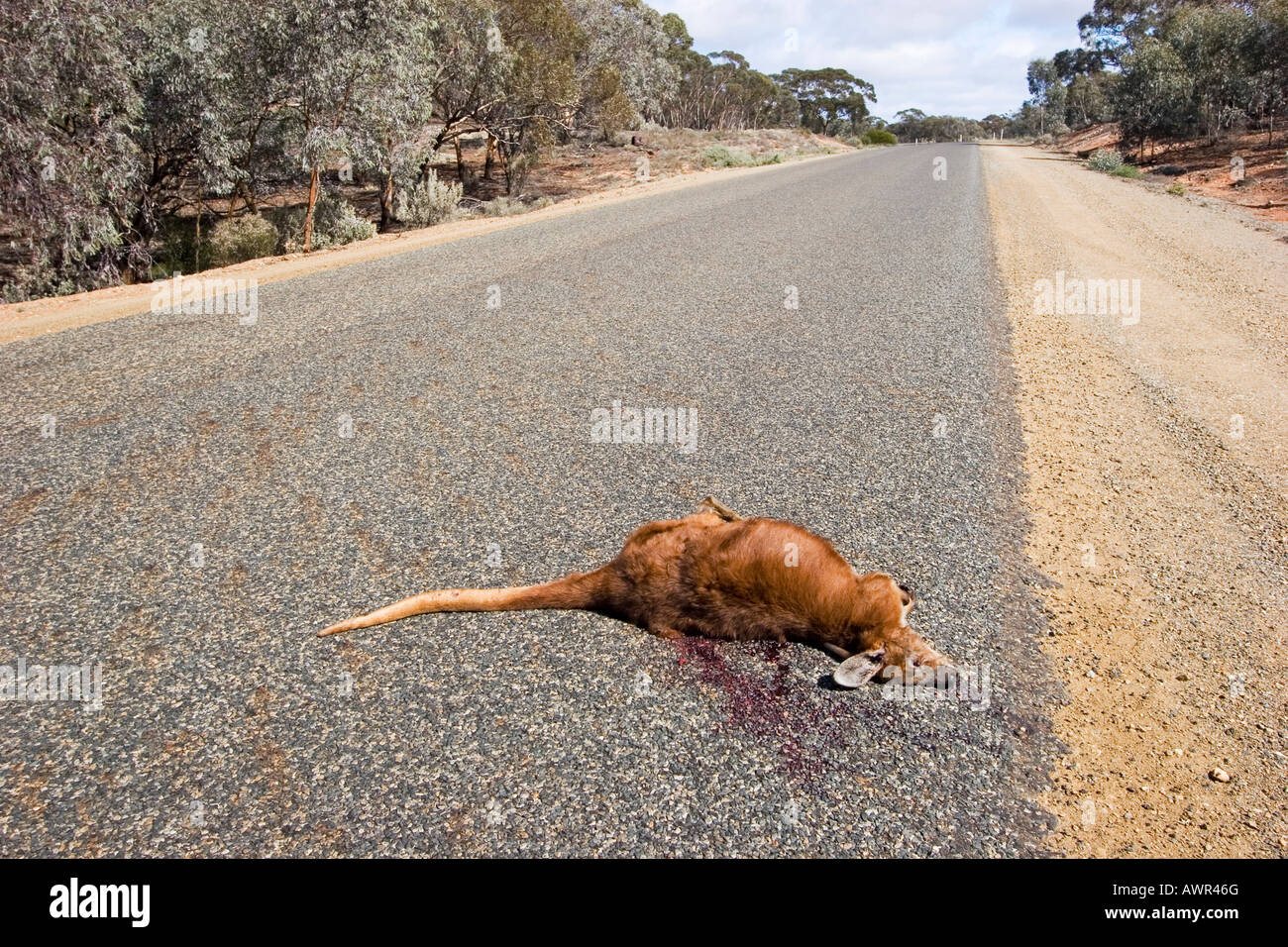 Dead kangaroo on the street, Western Australia, WA, Australia Stock Photo