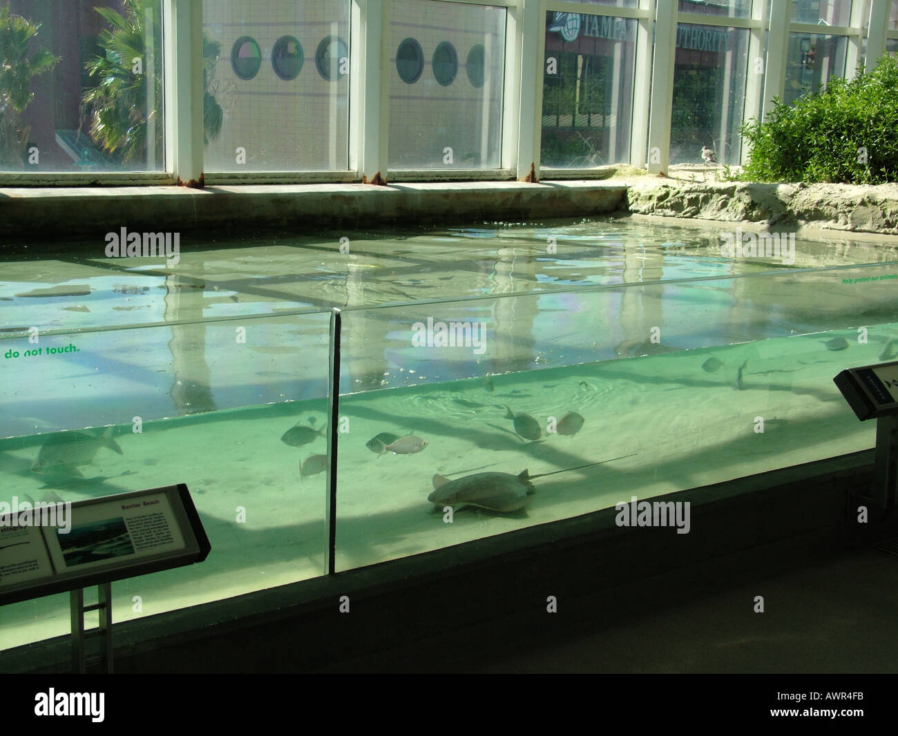 Clearwater marine aquarium florida hires stock photography and images